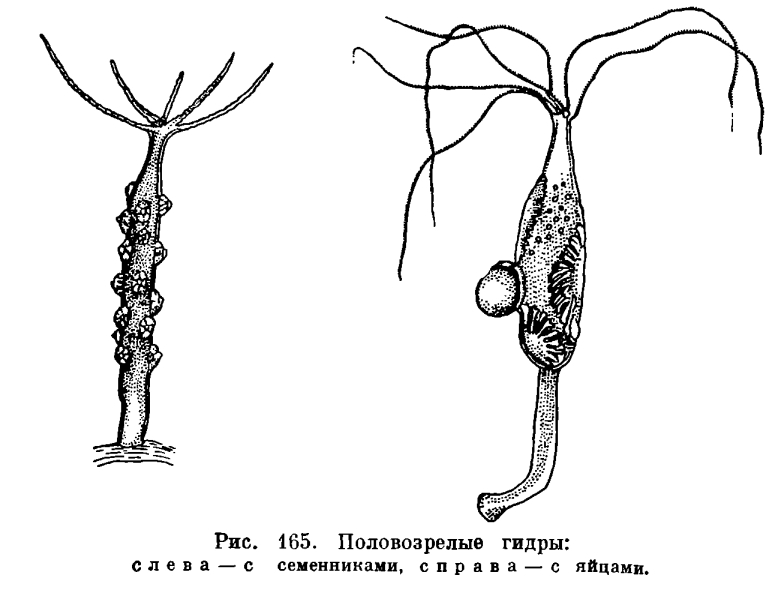 Ссылки в тор